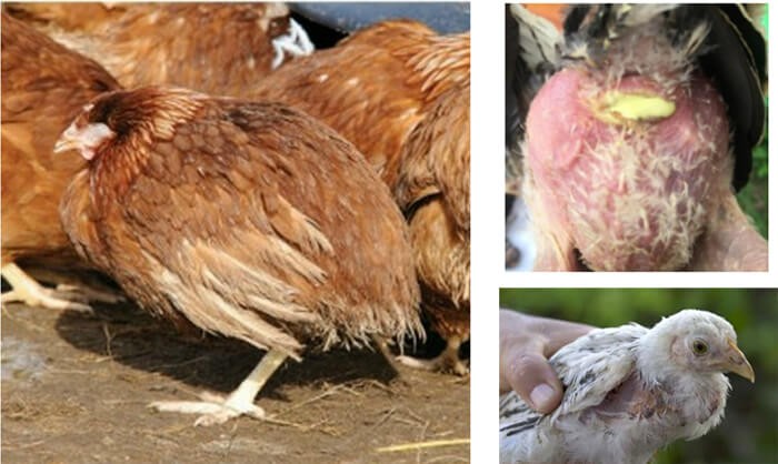 Bệnh bạch trùng khi chăn nuôi gà