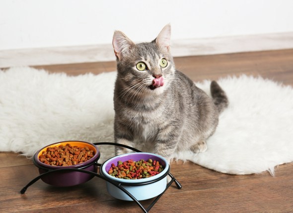 Top 10 thức ăn hạt cho mèo được yêu thích nhất 2022